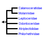 taxon links