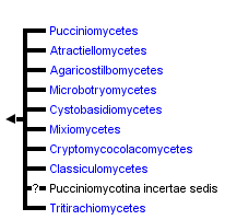 taxon links