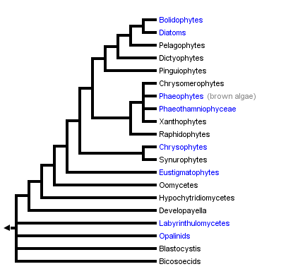 taxon links