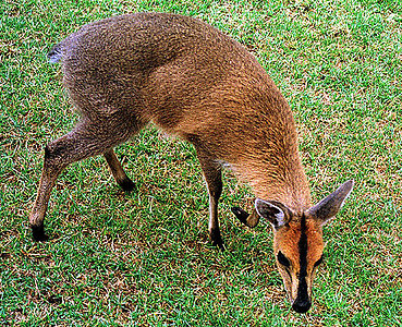 Black-fronted Duiker (Cephalophus nigrifrons), Kenya 