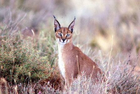 Caracal