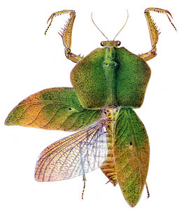 Choeradodis rhomboidea