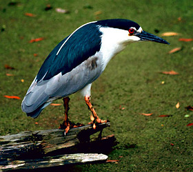 Black-crowned night-heron