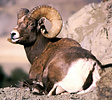 Bighorn sheep