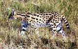 Serval