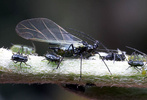 Aphids