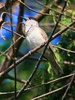 Blackcap singing