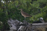 bristle thighed curlew