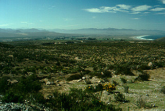 Coastal scrub habitat in central Chile (Coquimbo)