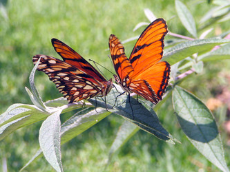 Courting