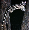 Genet (Genetta genetta) climbing tree in Serengeti NP