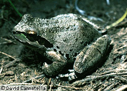 Hyla regilla