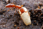 Hypoponera opacior worker and pupa