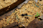 Pheidologeton sp. workers