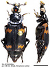 Nicrophorus melissae (Bhutan form)