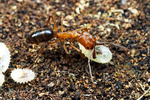 Odontomachus clarus