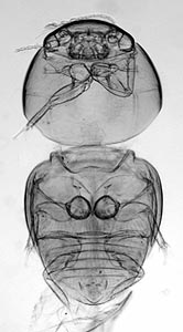 Acrotrichinae habitus