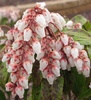 Japanese Pieris (Pieris japonica 'Valley Rose') 