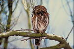 Pygmy Owl