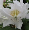 Catawba Rhododendron (Rhododendron catawbiense 'Catawbiense Album') Flower