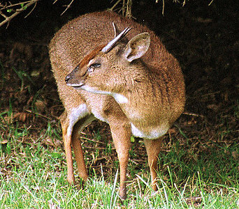 Suni (Neotragus moschatus), Kenya